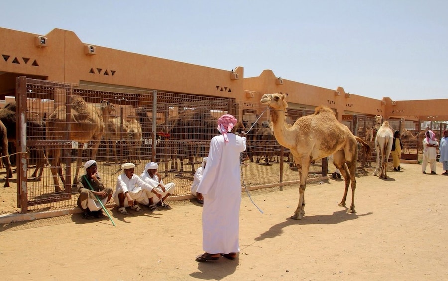 Camel handler in Al Ain