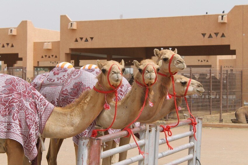Row of camels in Al Ain