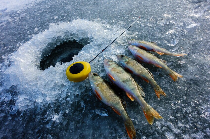 Rovaniemi: Ice Fishing Experience in Lapland