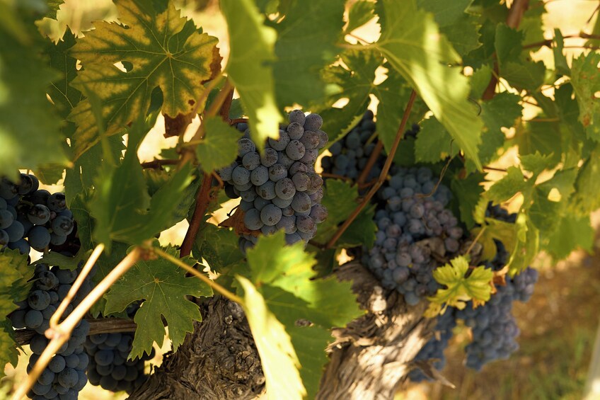 Tuscany Chianti Wine & Olive Oil Trail