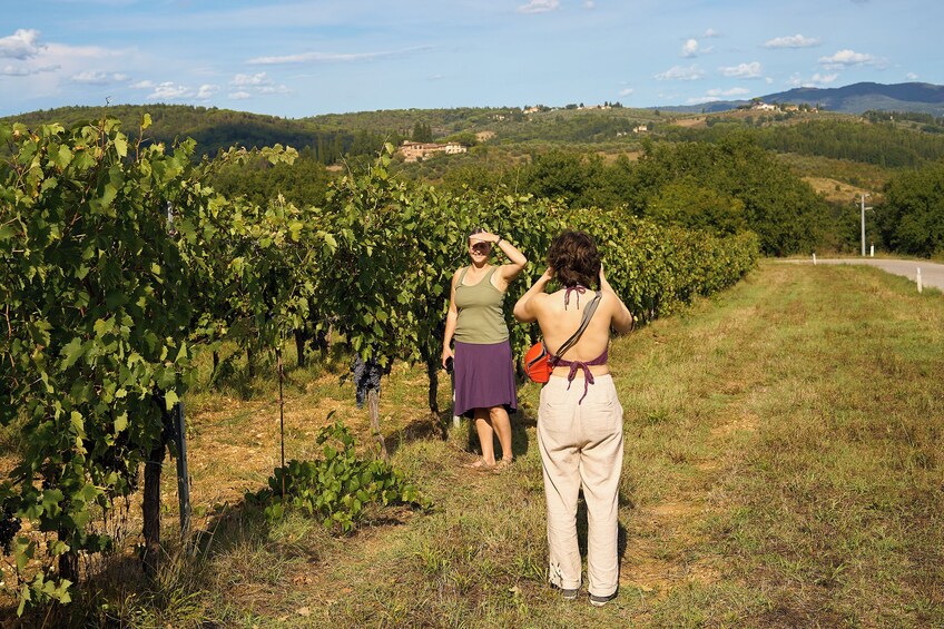 Tuscany Chianti Wine & Olive Oil Trail
