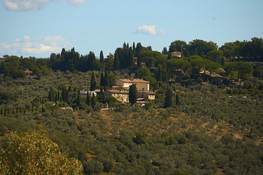 Supertuscan Wine Tour: Masterclass by a Wine Expert