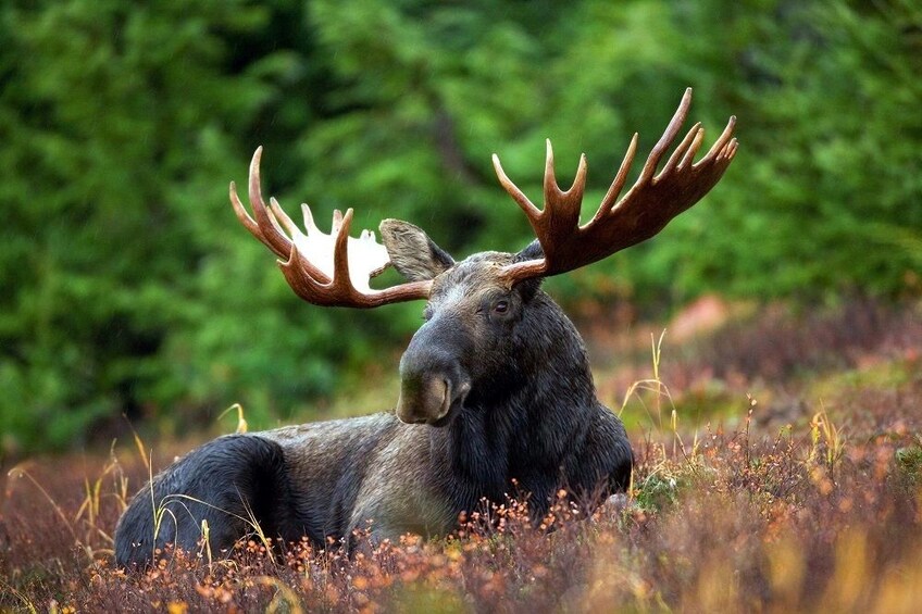 Show item 2 of 10. Rovaniemi: Ounasvaara Panoramic View & Ranua Wildlife Park