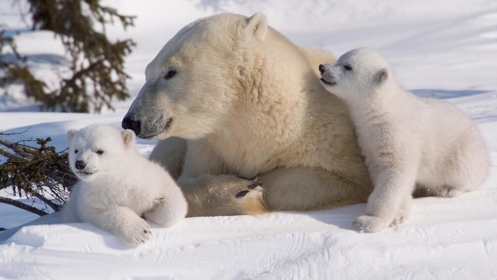 Rovaniemi: Ounasvaara Panoramic View & Ranua Wildlife Park