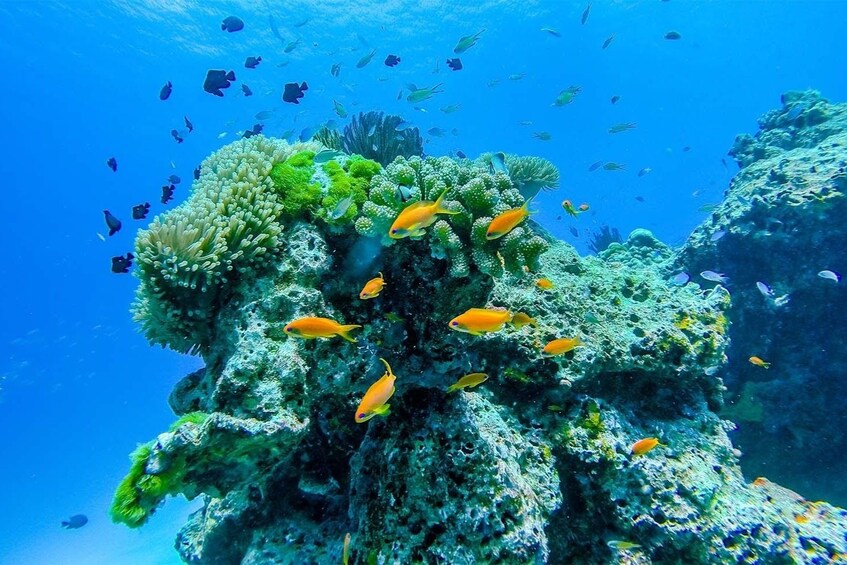 Fish and coral reef on Similan Islands