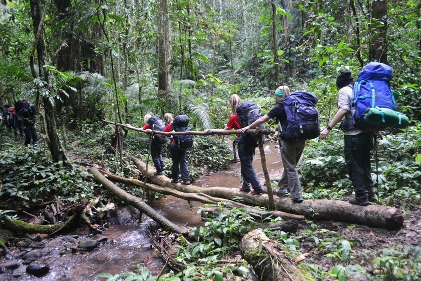 Tourists walk across log bridge in Nam Ha National Protected Area