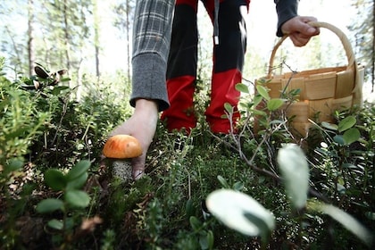 Rovaniemi: esperienza di un giorno con le bacche della Lapponia
