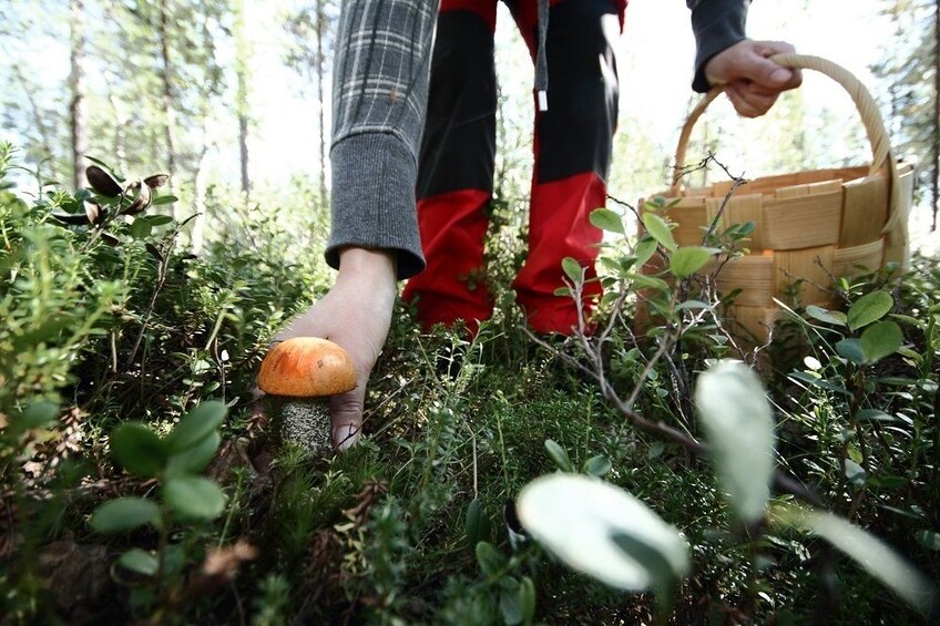 Mushroom picking in Rovaniemi