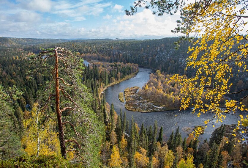 Aerial view of the Finnish Forest in Rovaniemi