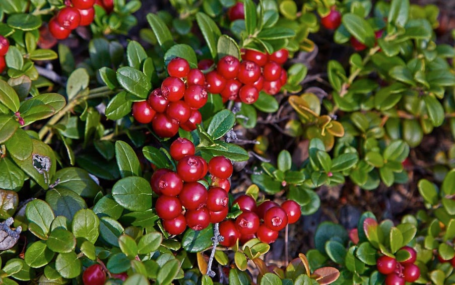 Lingonberry in Rovaniemi