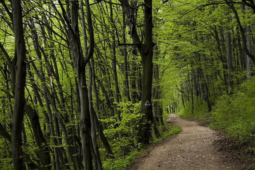 Dirt path through the forest in Brasov