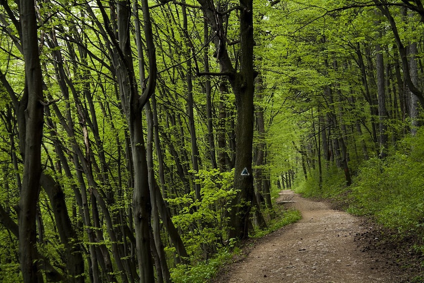 Dirt path through the forest in Brasov
