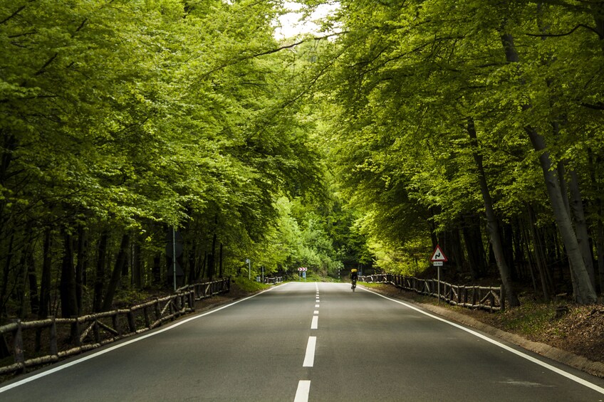 Bicyclist on a tree-lined road in Brasov