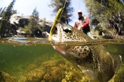 Rovaniemi: Tour di pesca sul fiume Artico