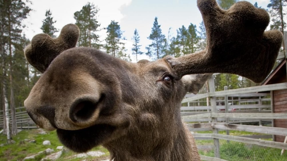 Rovaniemi: Summer Visit to Ranua Wildlife Park with BBQ