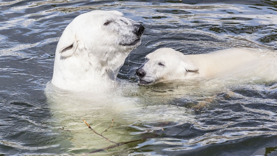 Rovaniemi: Summer Visit to Ranua Wildlife Park with BBQ