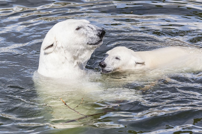 Rovaniemi: Summer Visit to Ranua Wildlife Park with BBQ