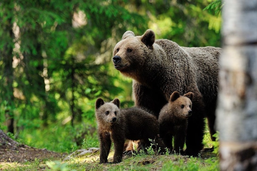 Rovaniemi: Summer Visit to Ranua Wildlife Park with BBQ