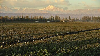 Mendoza basics