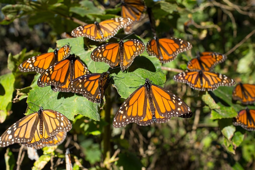 Private Tour Cosmovitraland Monarch Butterfly Sanctuary