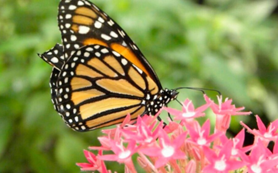 Private Tour Cosmovitraland Monarch Butterfly Sanctuary