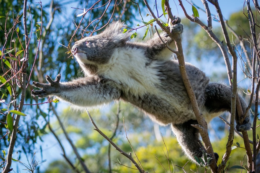 2-Day Adelaide to Melbourne Overnight Outdoor Adventure Tour