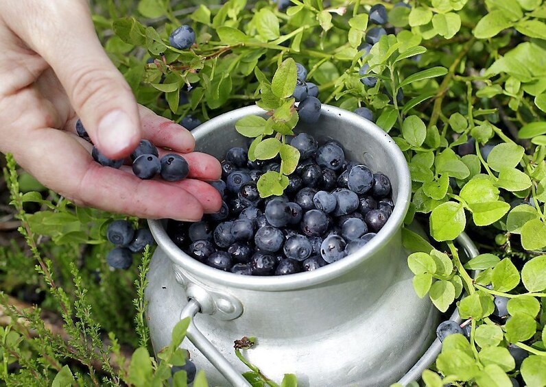 Rovaniemi: Taste of Lapland
