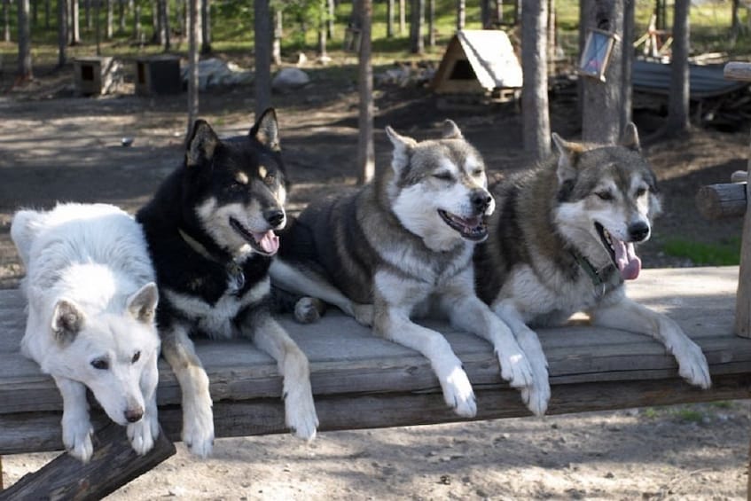 Show item 2 of 10. Rovaniemi: Summer Day in Ranua Zoo, Husky & Reindeer Farm