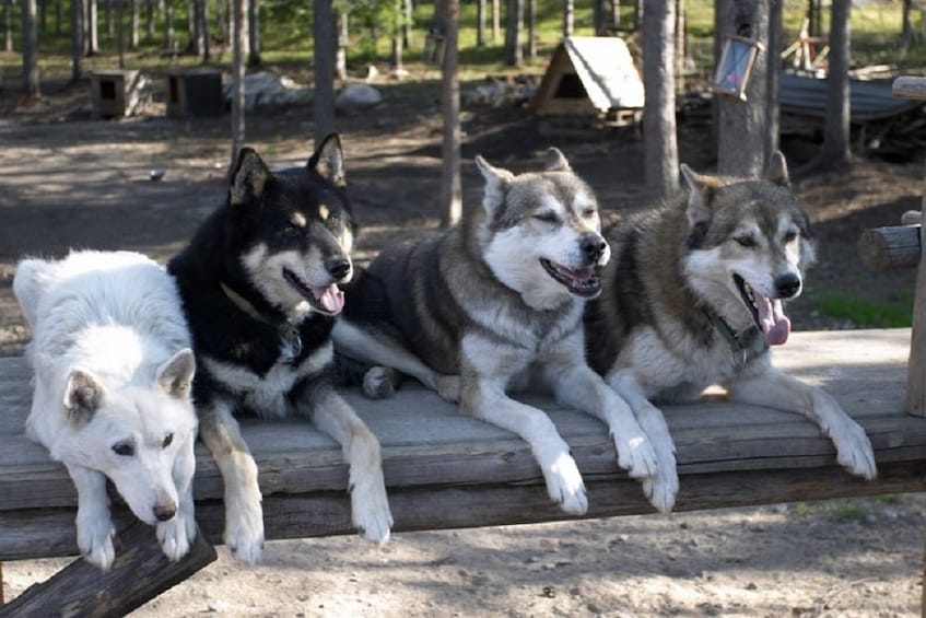 Rovaniemi: Summer Day in Ranua Zoo, Husky & Reindeer Farm