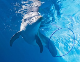Visit Winter the Dolphin and Clearwater Beach plus lunch