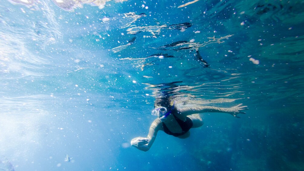 Snorkeling at Pelican's Rock