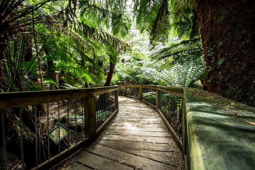 Boarded walkway through the jungle in Australia