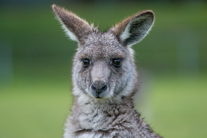 Great Ocean Road & Grampians 2 Day Regional Escape Tour