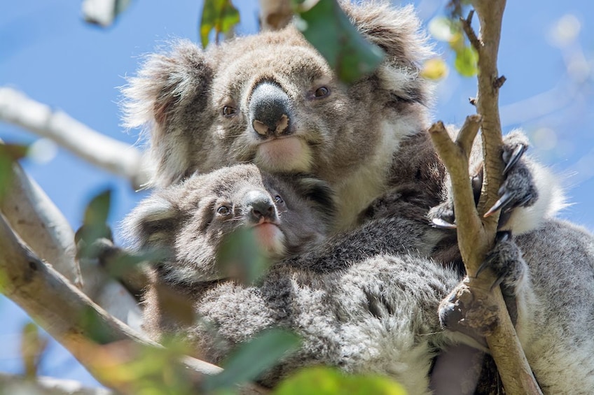 Koala and their offspring in a tree