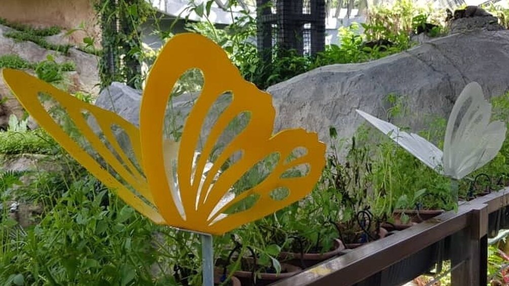 Butterfly cutout displays at Entopia by Penang Butterfly Farm