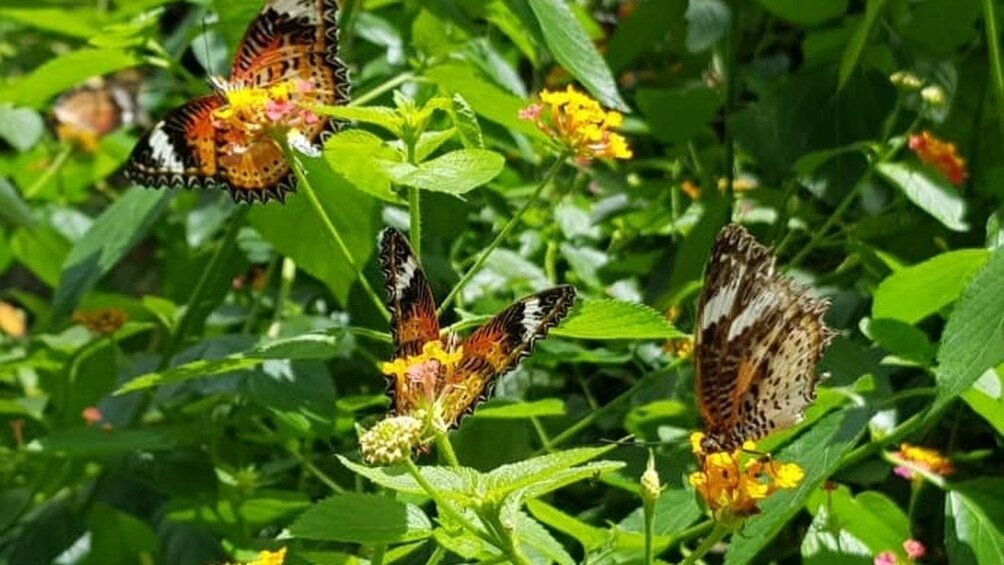 Close-up of butterflies at Entopia by Penang Butterfly Farm