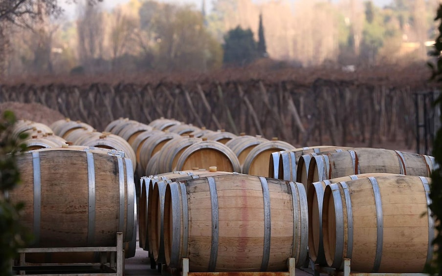 Mendoza wine barrels 