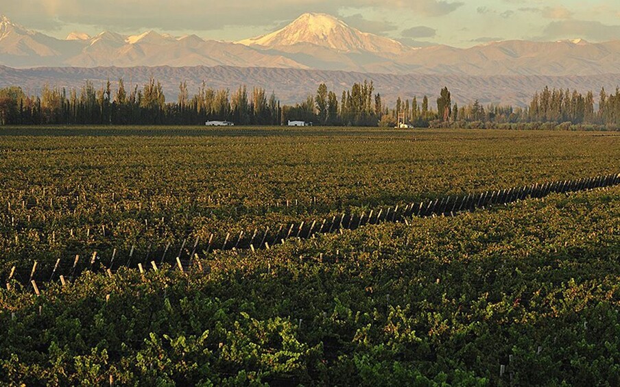 Mendoza vineyard