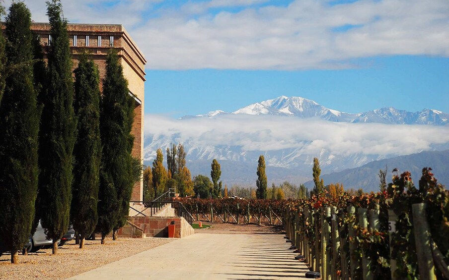 Vineyard in Mendoza