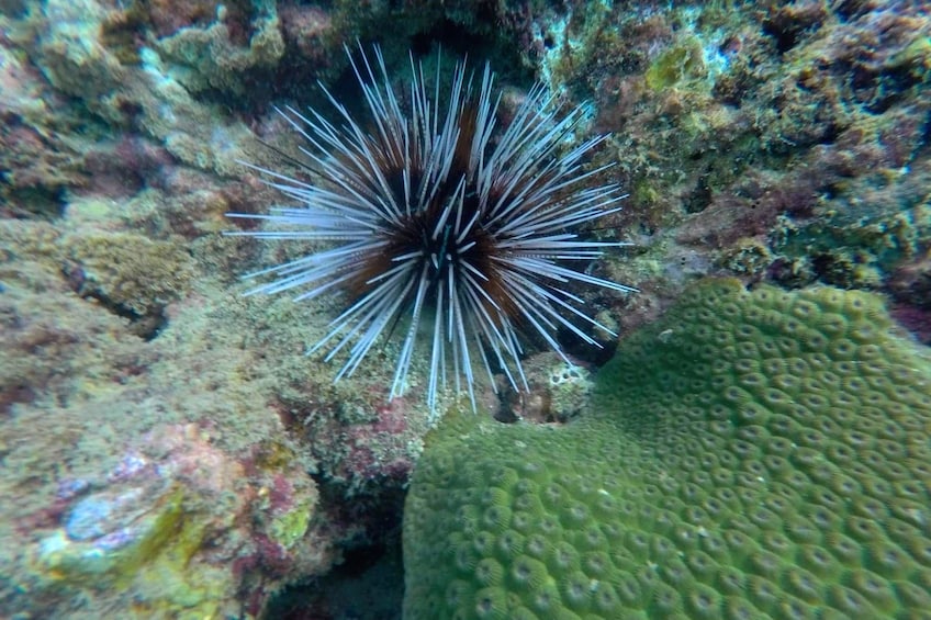 Underwater view of Koh Chuak 