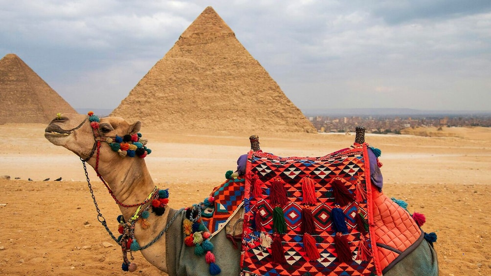 Giza Pyramids With Camel Ride and The Egyptian Museum - Private Tour