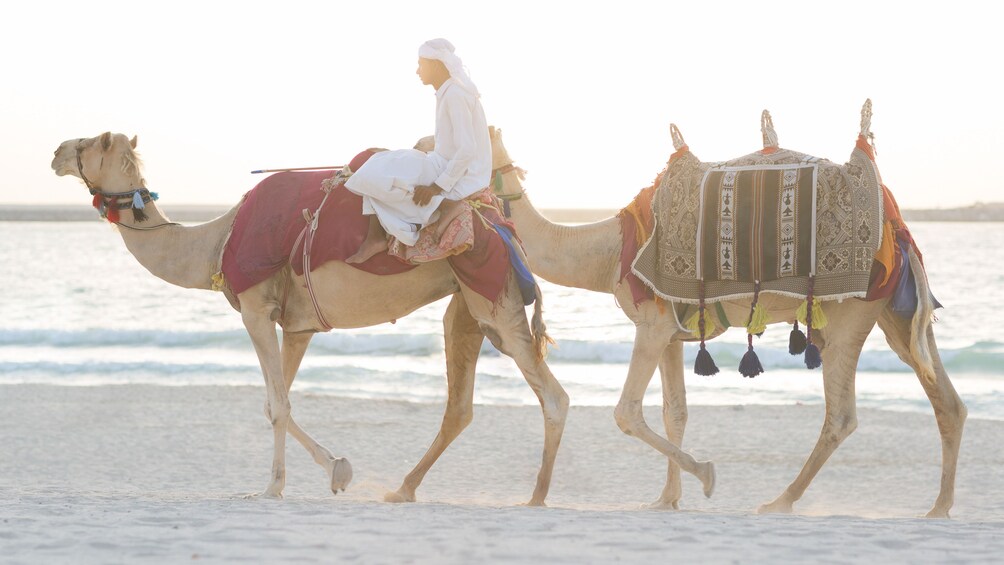 Camel ride in Doha