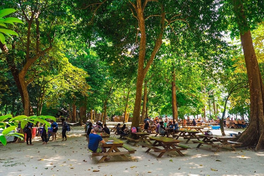 Picnic tables on beach below tall green trees