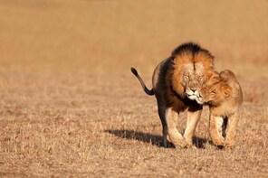 Full Day Big 5 Safari from Cape Town