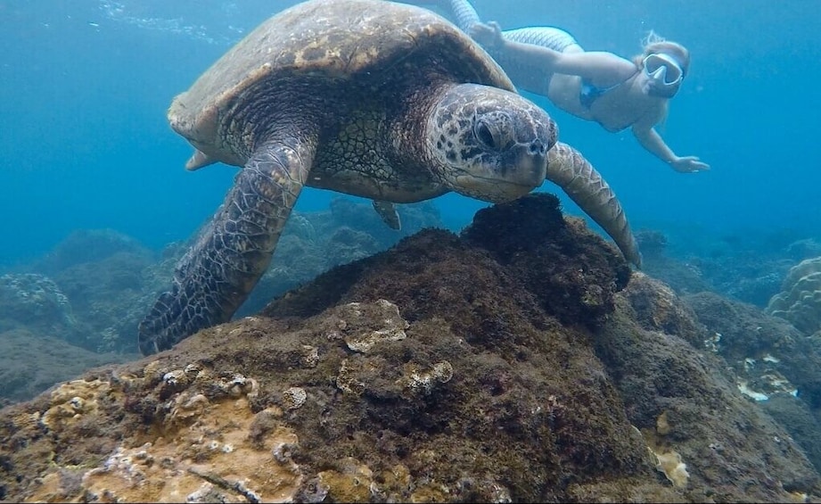 Snorkel with Turtles, San Juan with Videos