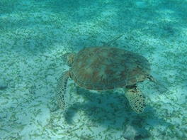 Hol Chan and Turtle Garden Snorkeling Tour