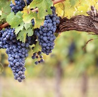 Private Full Day Tour: Three Wineries Plus Lunch