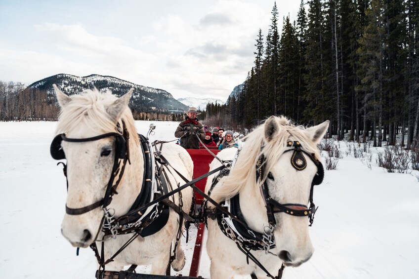 Horse-Drawn Sleigh Ride in Banff