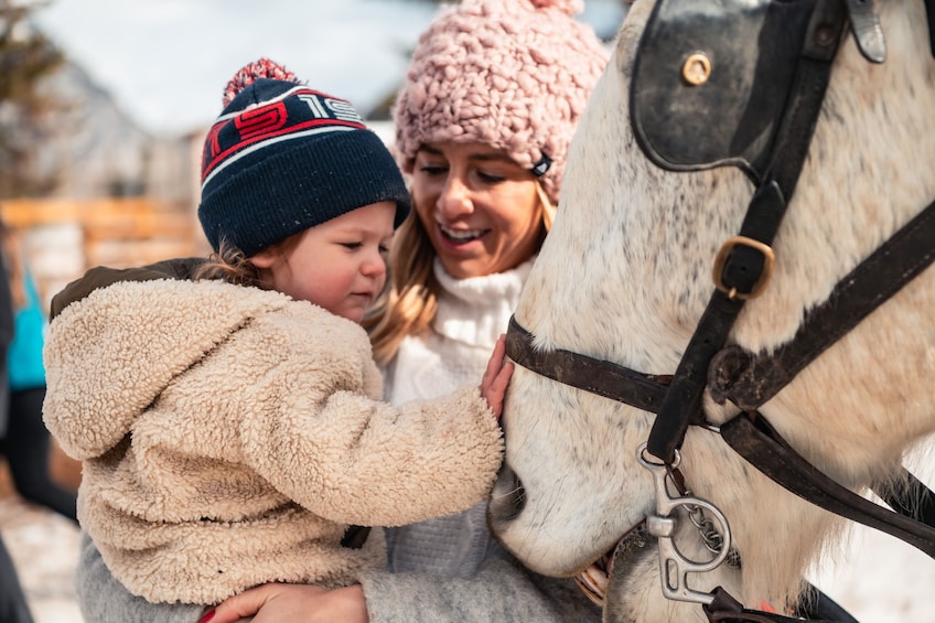 Horse-Drawn Sleigh Ride in Banff