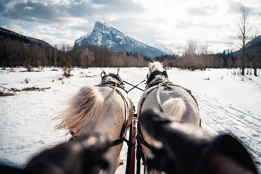 Horse-Drawn Sleigh Ride in Banff